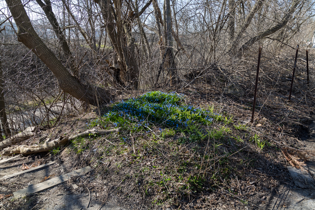 Evidence #14 (Siberian Squill)